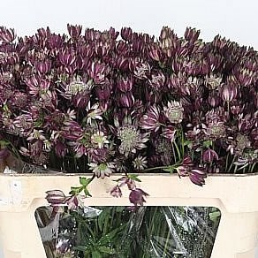 ASTRANTIA STAR OF FLAME