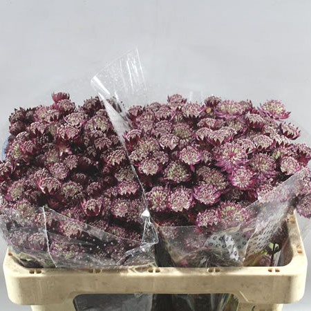 ASTRANTIA STAR OF LOVE