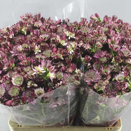 ASTRANTIA STAR OF PROMISE