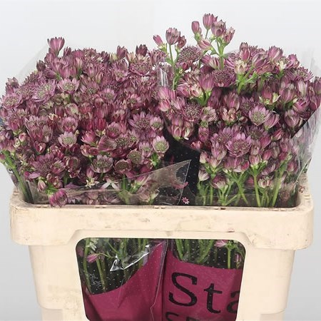 ASTRANTIA STAR OF PROMISE