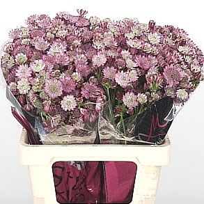 ASTRANTIA STAR OF PROMISE