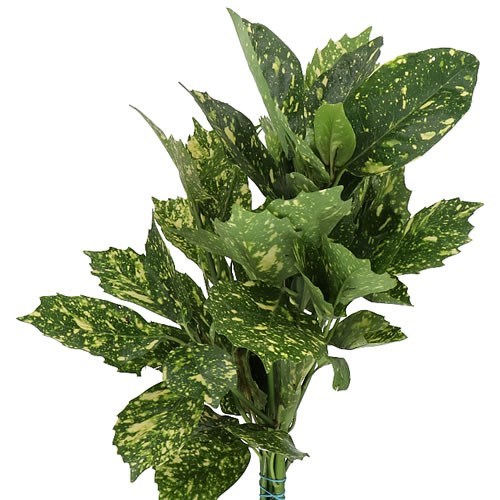 AUCUBA JAPONICA