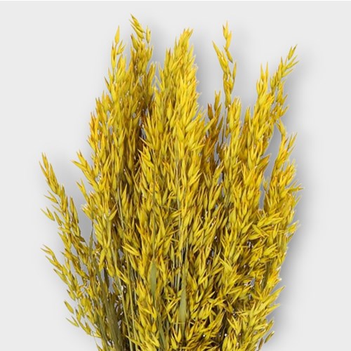 AVENA PRESERVED YELLOW