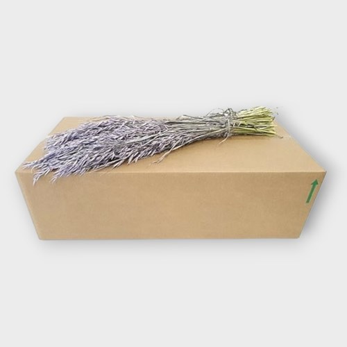 AVENA SATIVA PURPLE WASH (DRIED)