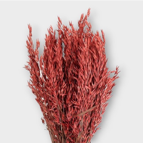 AVENA SAVITA DYED RED (DRIED)