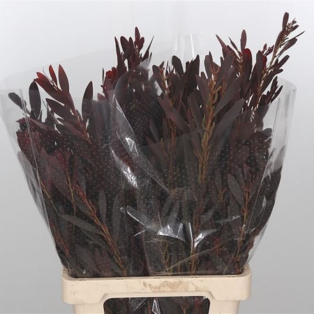 Acacia Ciniglia