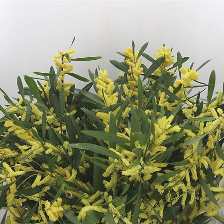 Acacia Ciniglia in Flower