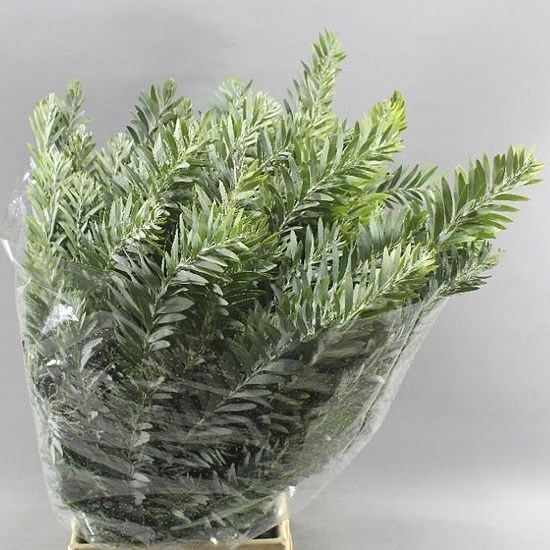 Acacia Luna Argento
