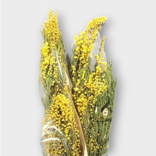 Acacia Mimosa Mirandol (Dried)