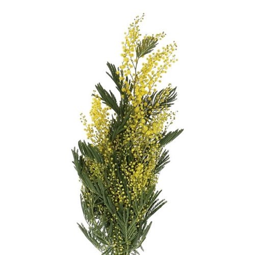 Acacia Mirandol