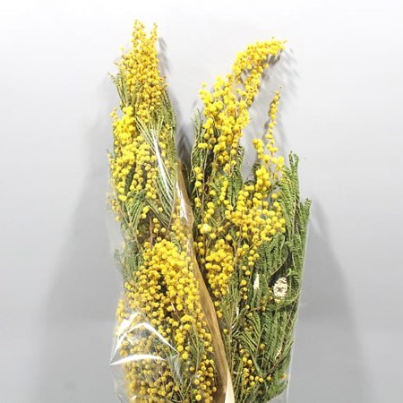Acacia Mirandol (Dried)