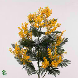 Acacia Mimosa