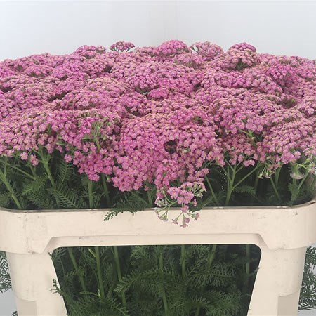 Achillea Cindy