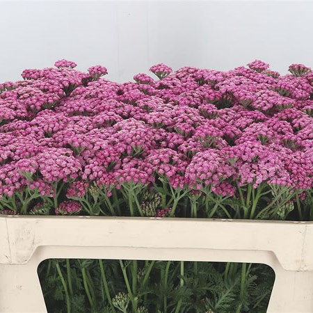 Achillea Cindy