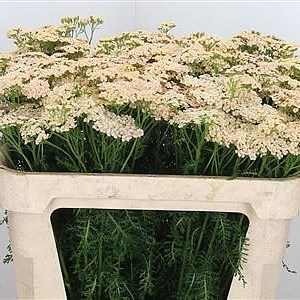 Achillea Cleopatra