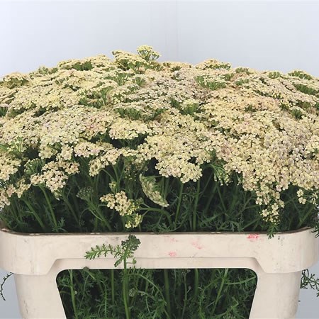 Achillea Cleopatra