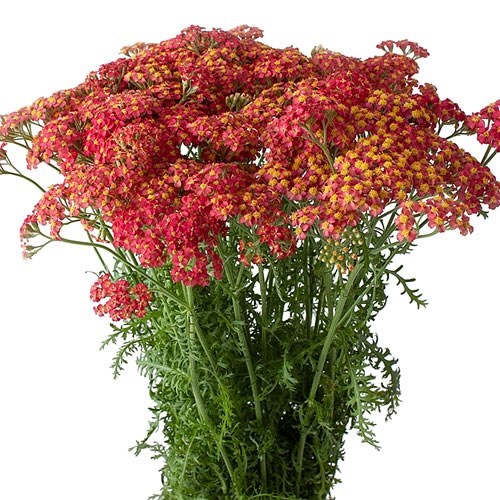 Achillea Discodip Red