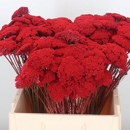 Achillea Dyed Red (Dried)