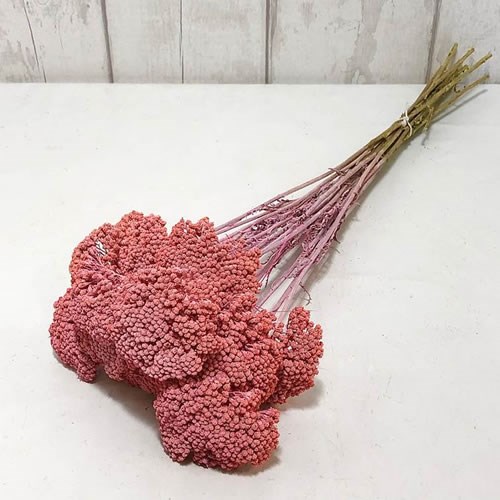 Achillea Filipendulina Pink - Dried