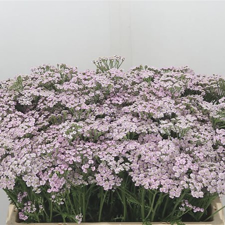 Achillea Lilac Beauty