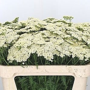 Achillea Marieke