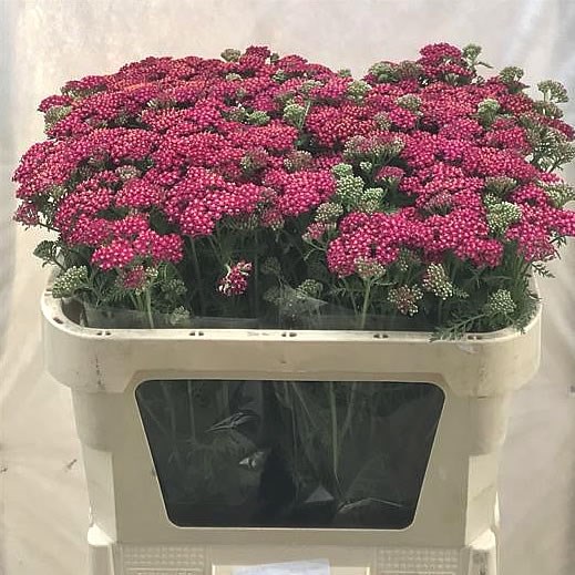 Achillea Masterclass Purple Sensation
