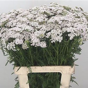 Achillea Masterclass White