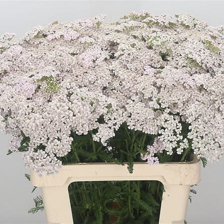 Achillea Masterclass White/Pink