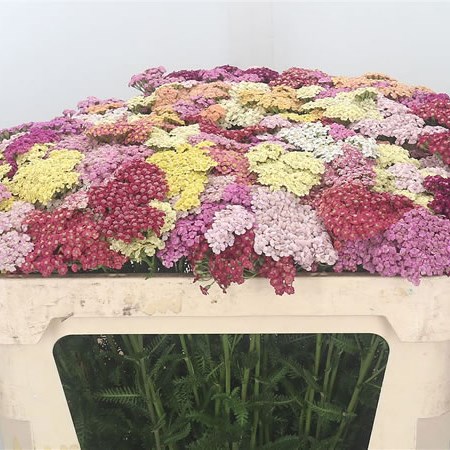 Achillea Mix (Cols may Vary)