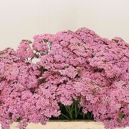 Achillea Moneymaker