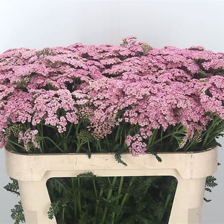 Achillea Moneymaker