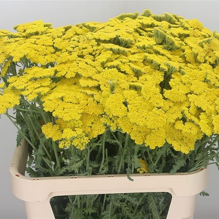 Achillea Moonshine