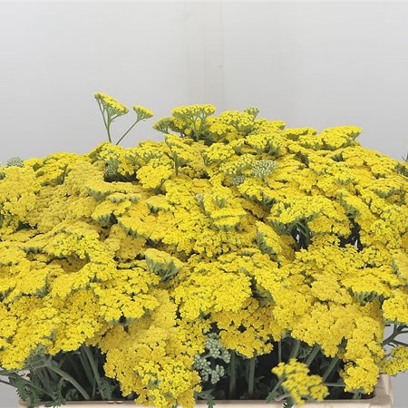 Achillea Moonshine