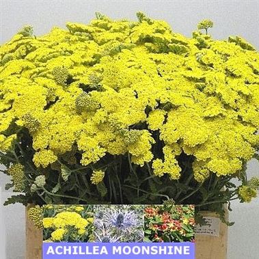 Achillea Moonshine