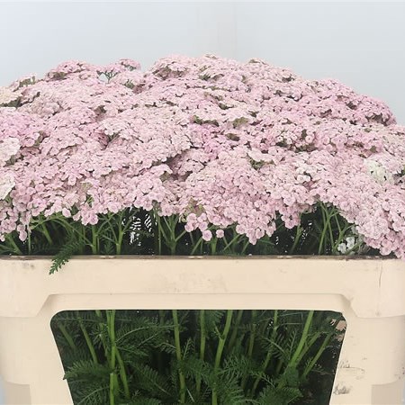Achillea Pale Pink Dream