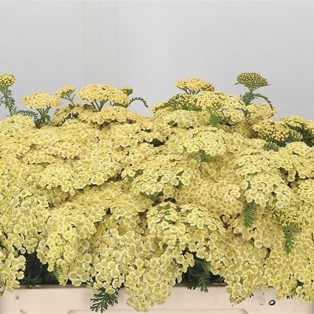 Achillea Pale Yellow
