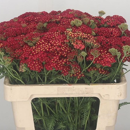 Achillea Paprika