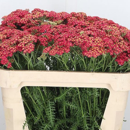 Achillea Paprika