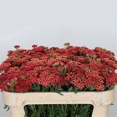 Achillea Paprika