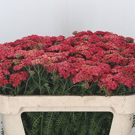 Achillea Paprika (Extra)