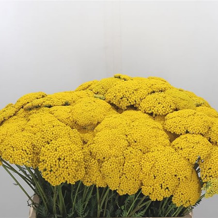 Achillea Parkers Variety