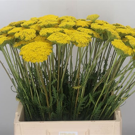 Achillea Parkers Variety