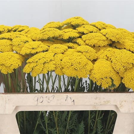 Achillea Parkers Variety