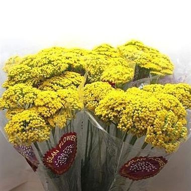 Achillea Parkers Variety