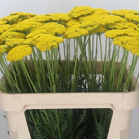 Achillea Parkers Variety