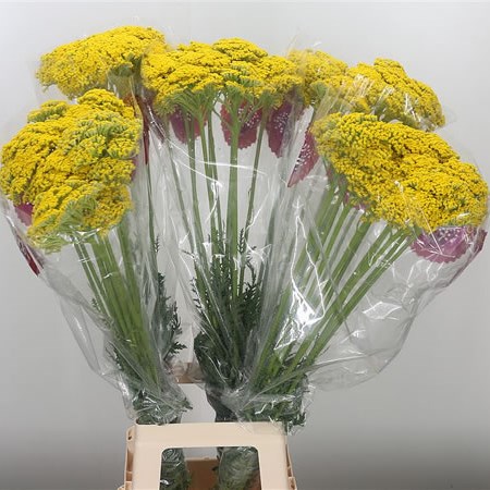 Achillea Parkers Variety