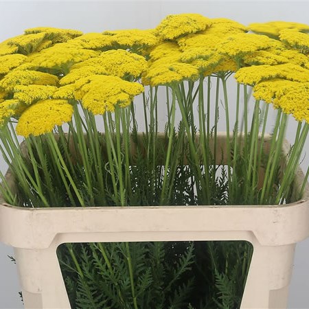 Achillea Parkers Variety (Extra)