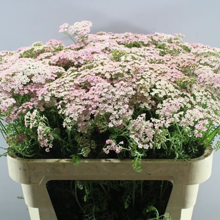 Achillea Pink Floyd
