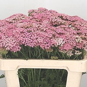 Achillea Pink Lady