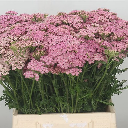 Achillea Pink Lady